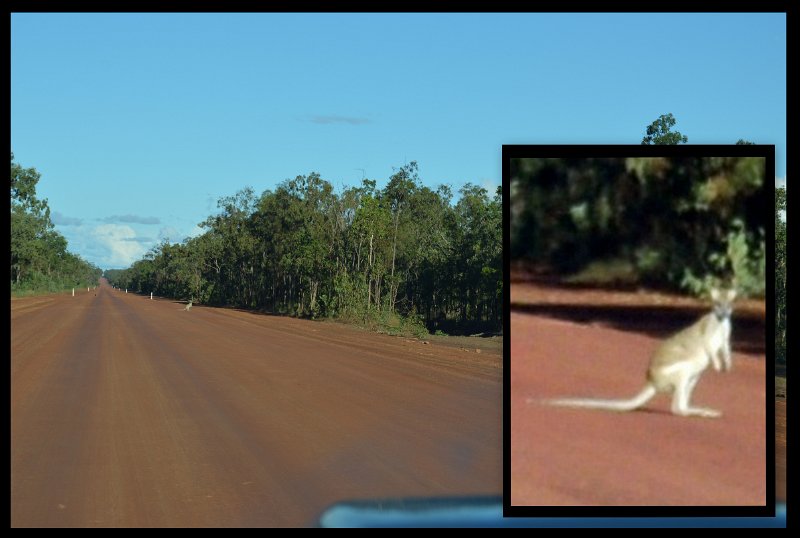 09Coen (1).jpg - PDR - From Coen south, the road was even worse and this Kangaroo was facing the right side of the road, but he decided to spin around and bound off to the left.